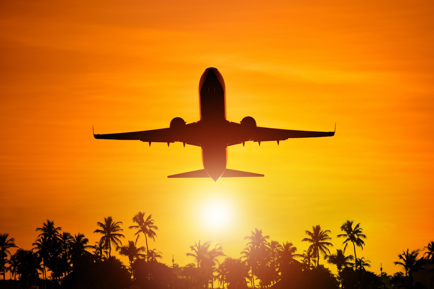 Commercial Airplane Flying Over Palm Trees In Southwest Florida