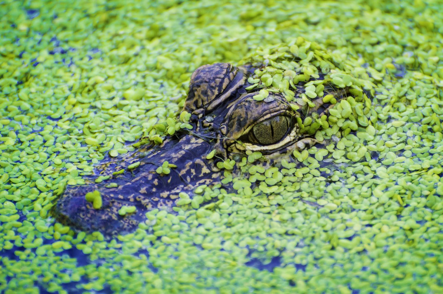 Baby American Alligator Surfacing In Florida