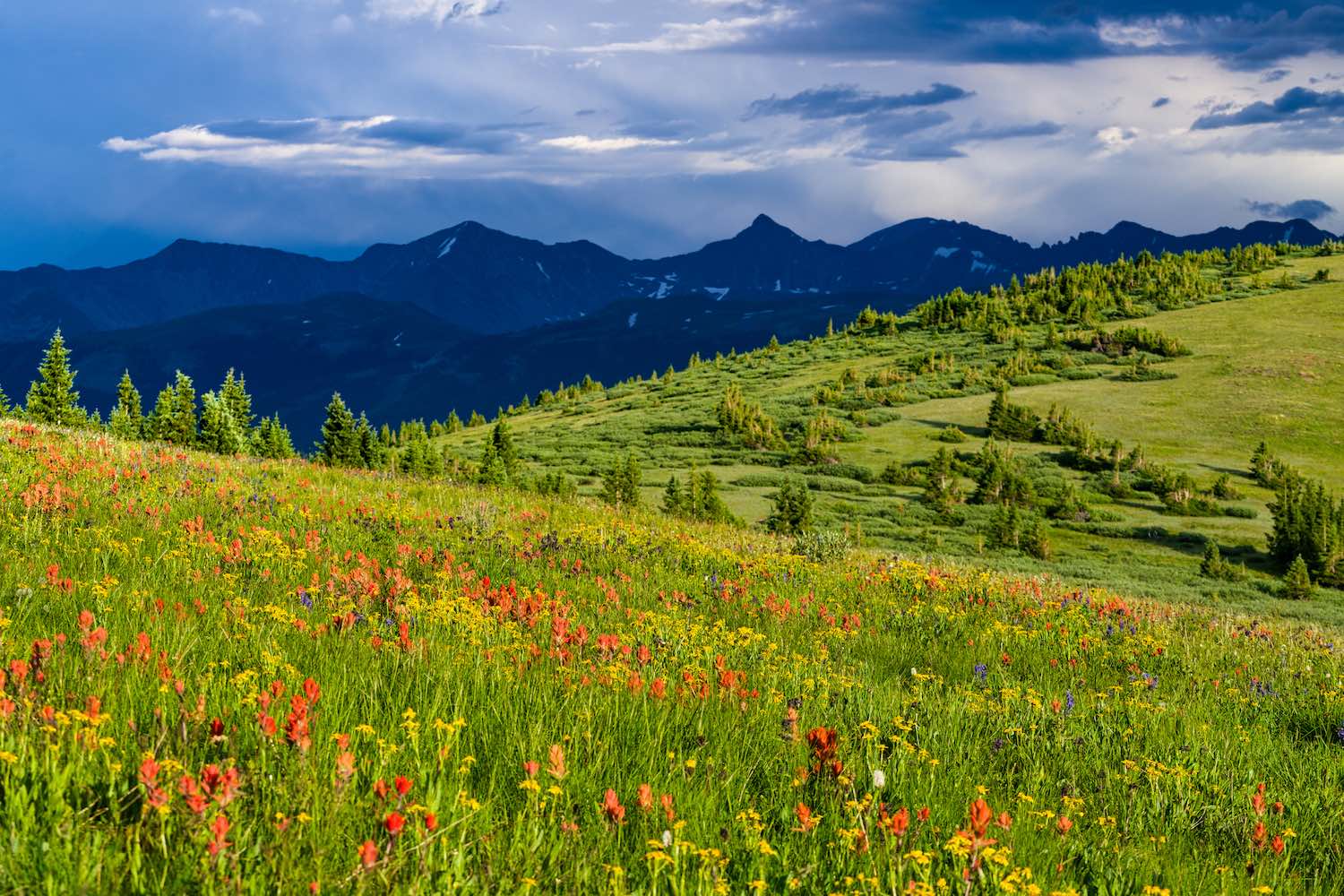 Copper Mountain Summer Hike With Wildflowers
